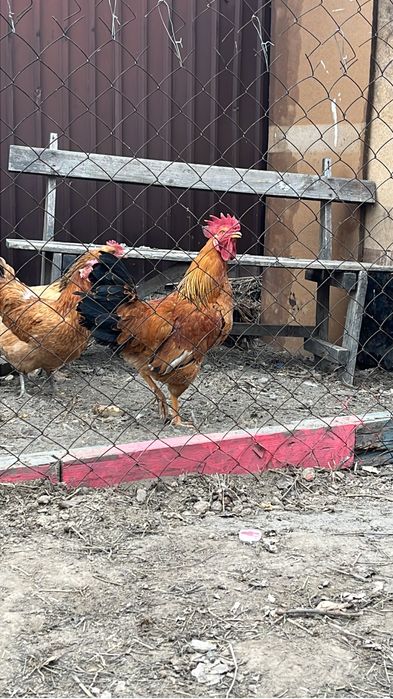 Петух красивый молодой