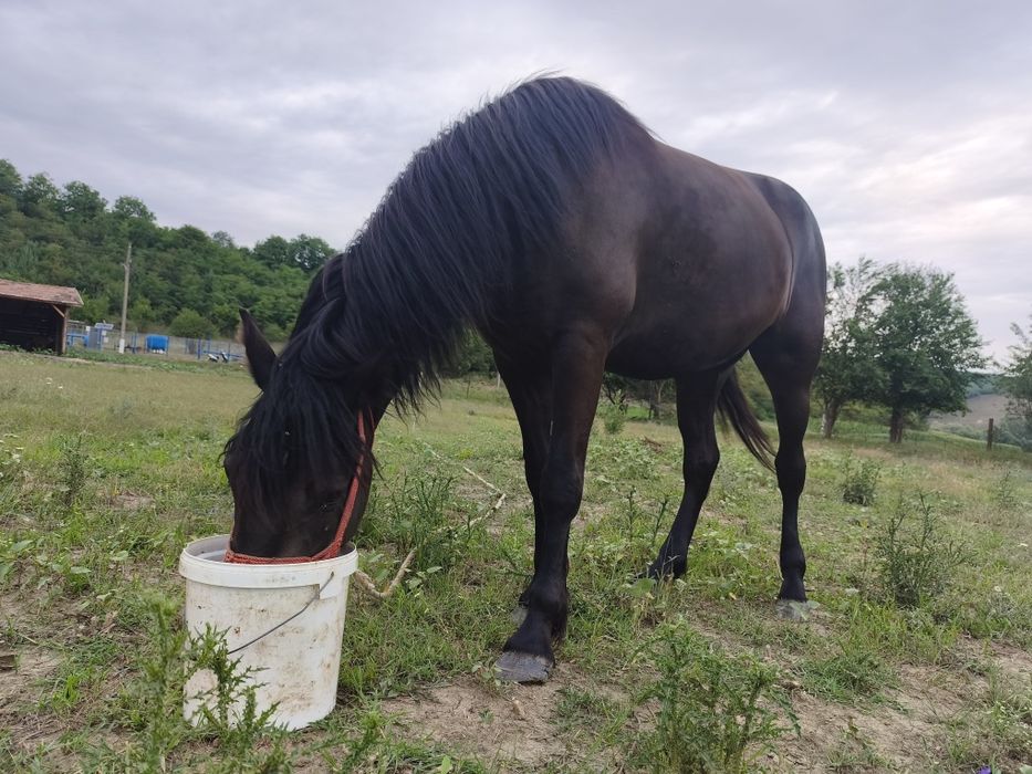 Vînd iapă de 3 anii blîndă iapa nu zvîrle ie cuminte trage foarte bine acest ori ce probă