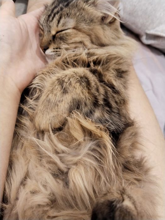 ПОТЕРЯЛИ котенка город Астана