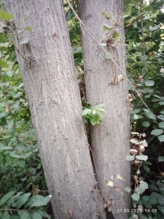 Teraklar sotiladi oq va koʻk terak