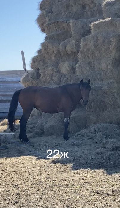 ту бие сатылады 650-750мын