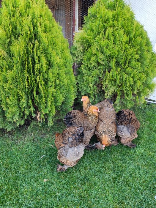 Vând familie Brahma potarnichiu 5+1din 2025