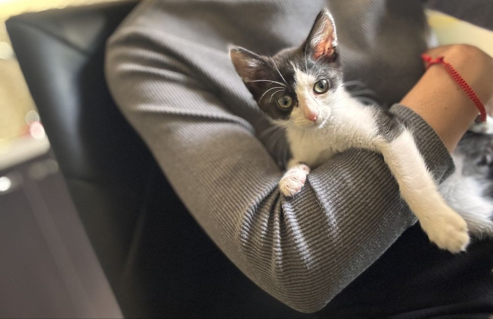 Pisicuta 2 luni pentru adoptie