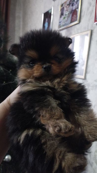 Продам медвежонка