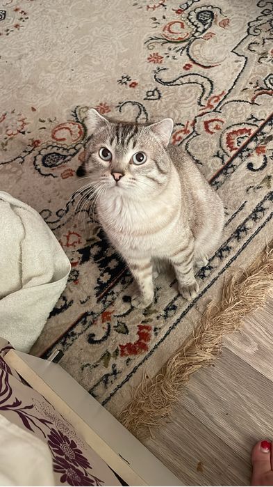 отдам кота в добрые руки