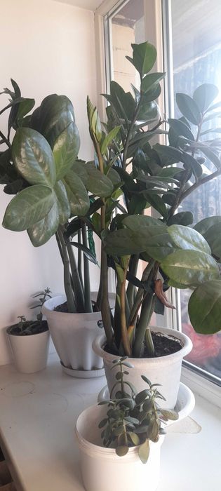 Растения комнатные