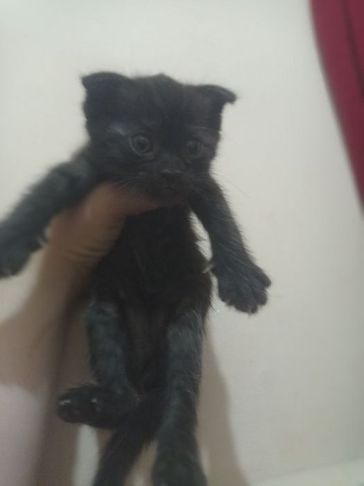 продается веслоухий котёнки