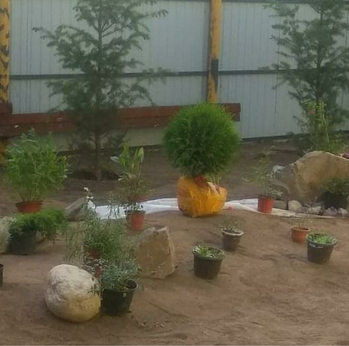 Туя шарик шаровидная даника