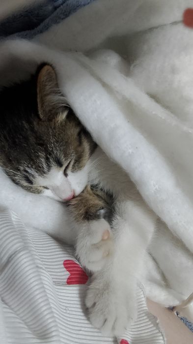 Отдам девочку котёнка