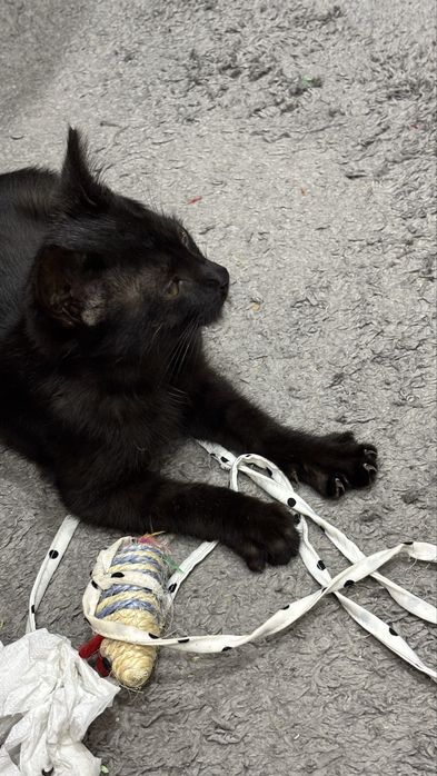 Котенок в добрые руки