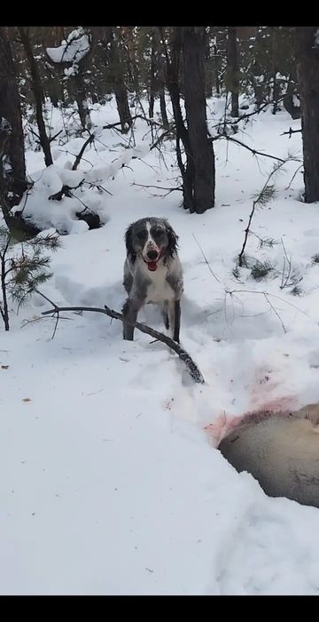 Продам щенять тазы