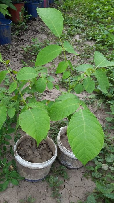 Грецкий орех саженцы