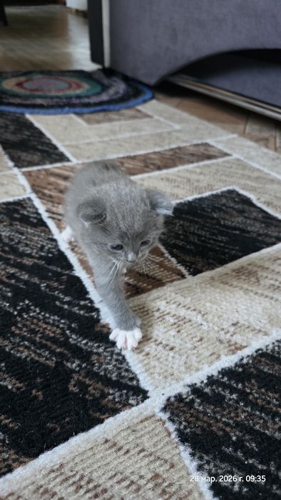 Отдам кошечку серую, 2 мес.