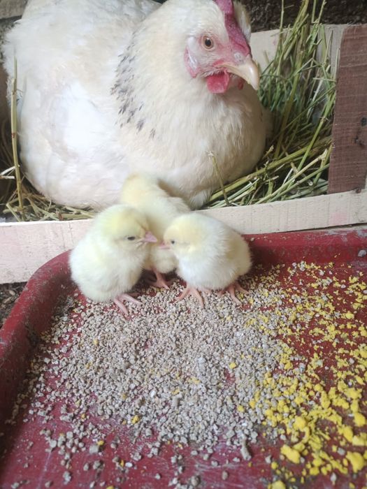 Клуша с цыплятами