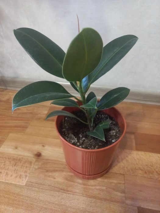 Продам комнатные растения