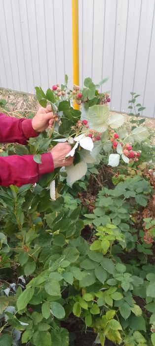 Продам саженцы малины по 600 тенге