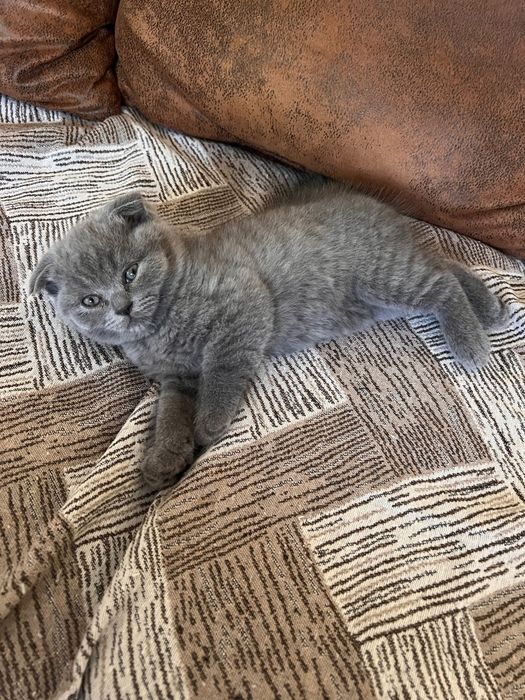 Шотландские котята