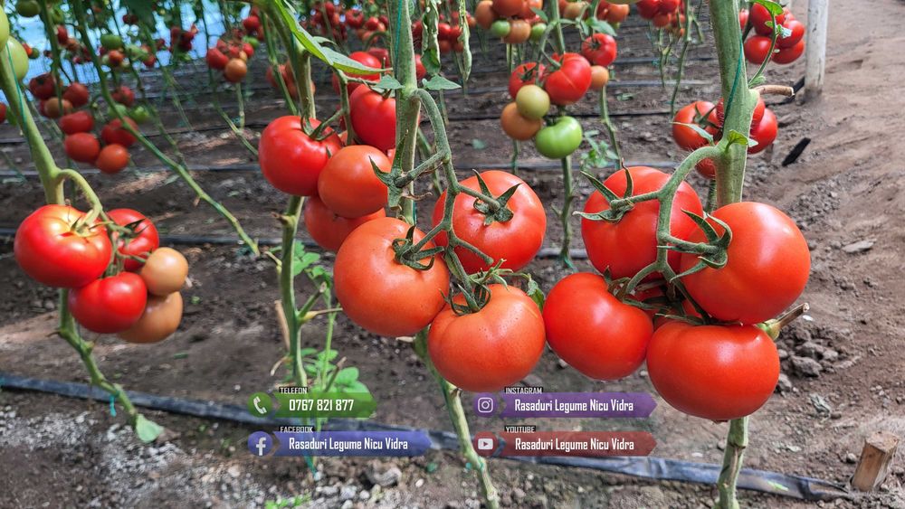 Rasaduri Legume : Rasad de rosii tomate ardei vinete castraveti varza
