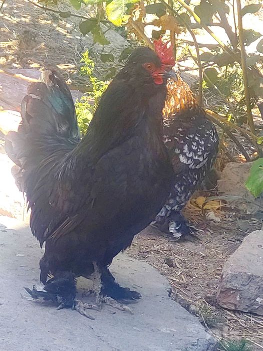 Yapon tovuqlar Va xoroz