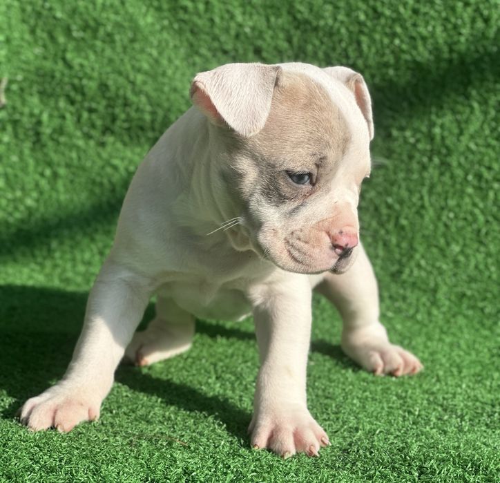 Американско були покет мерле