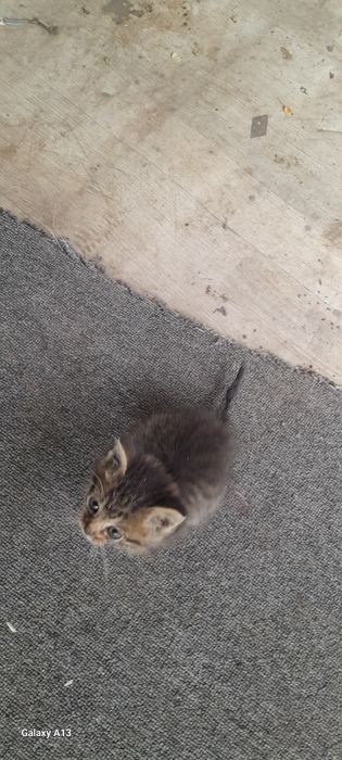 Отдам котёнка в добрые руки