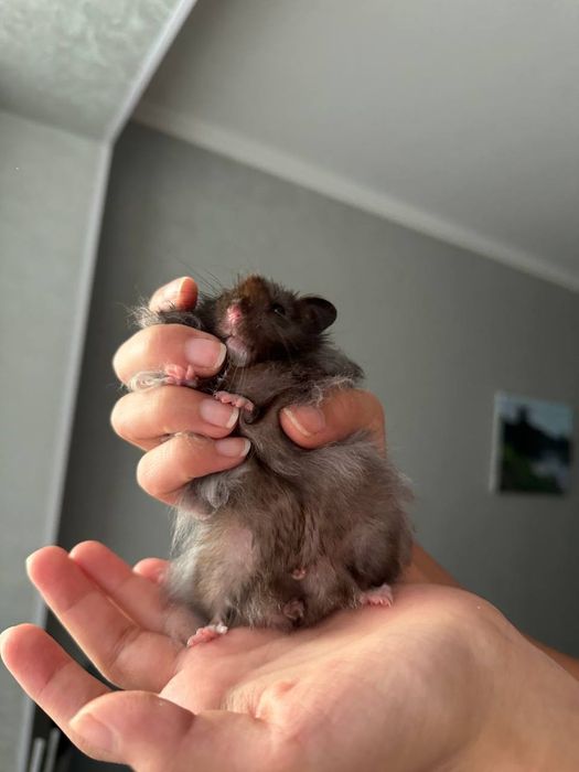 Продам сирийских хомячков в хорошие руки