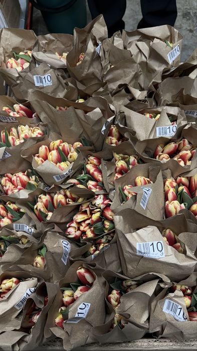 Продам тюльпаны оптом 300