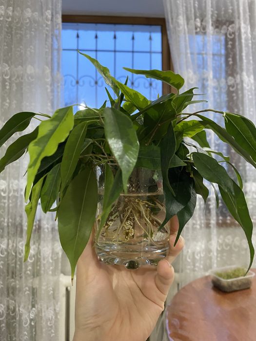 Растения, ростки