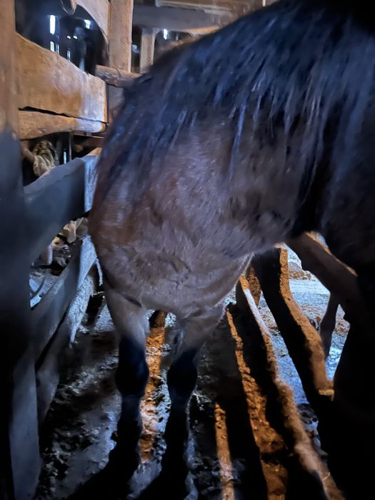 Құнан 3 года откормда