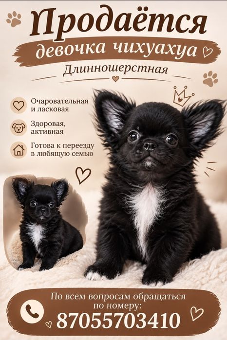 Щенок чихуахуа  девочка