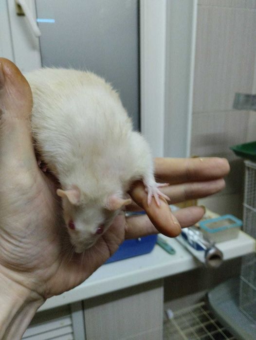 продам ручных крыс