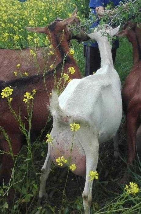 Vand tap saanen, ciut genetic, varsta un an, din linie foarte buna de lapte