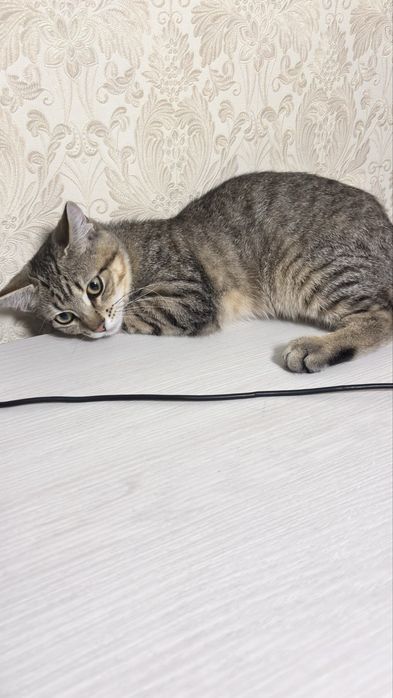 Отдам кота в добрые руки
