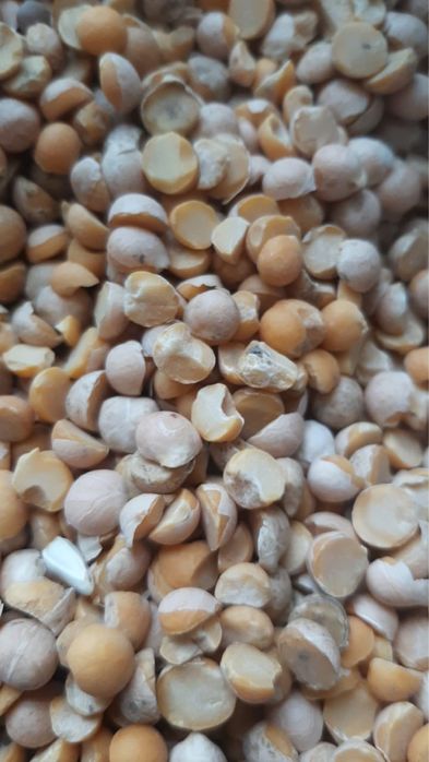 Горох кормовой. Горох