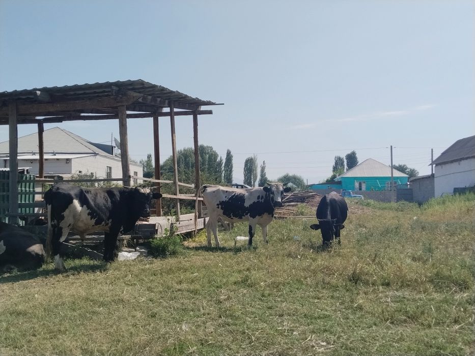 2,3жасар бухалар