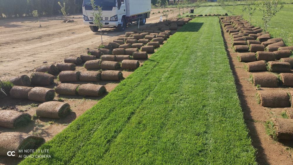 Газон.Ландшафт.Арча уход ва Декаративный Дарахтлар