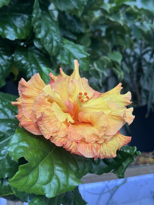 Сортовые гибискусы излишки