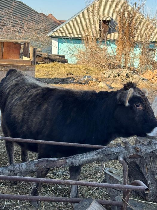 Коровы телята 1,8
