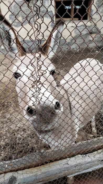 Ишак  девочка продаётся вместе с телегой