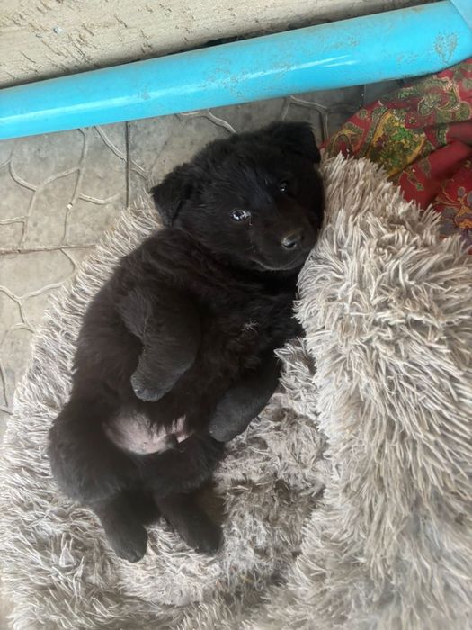 Щенок лабрадора. Отдам даром