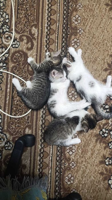 Котята ищут дом.