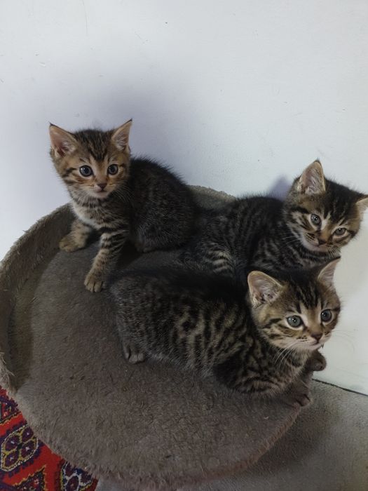 Отдам кошку с котятами