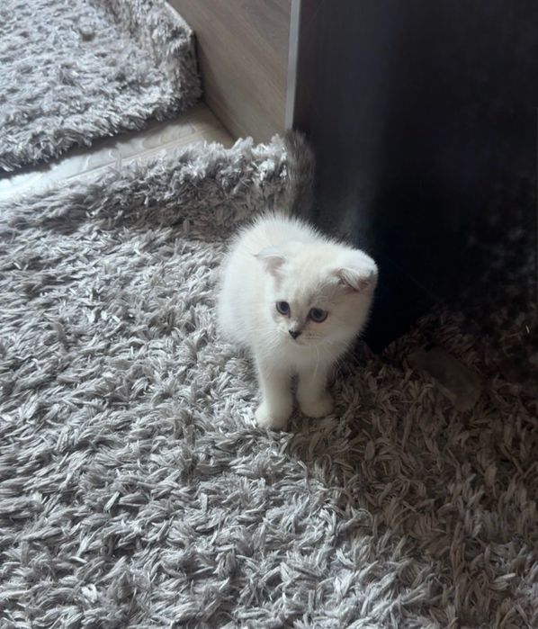 Шотландский вислоухий котенок девочка 2 месяцев