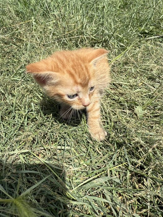 Отдам котят в добрые руки