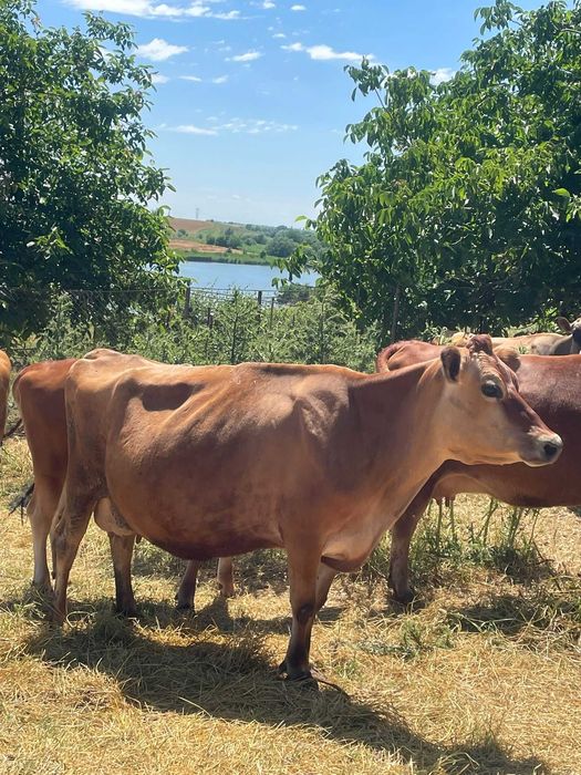 Vanzare- vaca rasa jersey