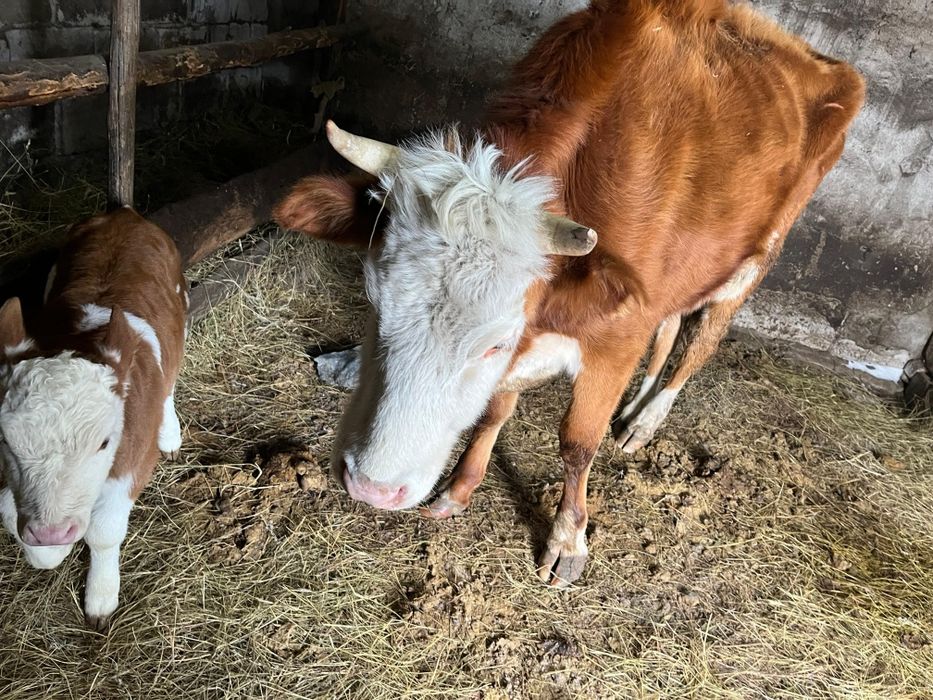 Бұзаулы сиыр сатылады.