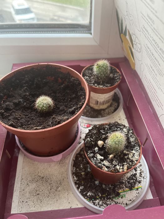 Денежное дерево и кактусы.