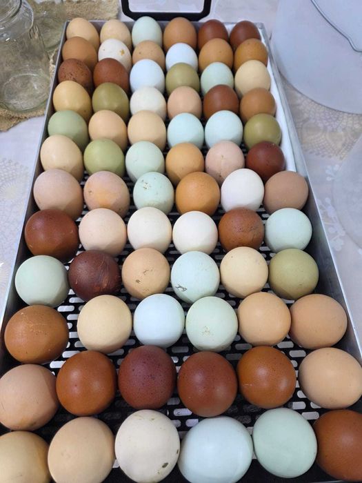 Яйцо инкубационное