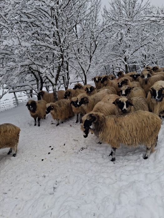 Oi breze de inalta calitate