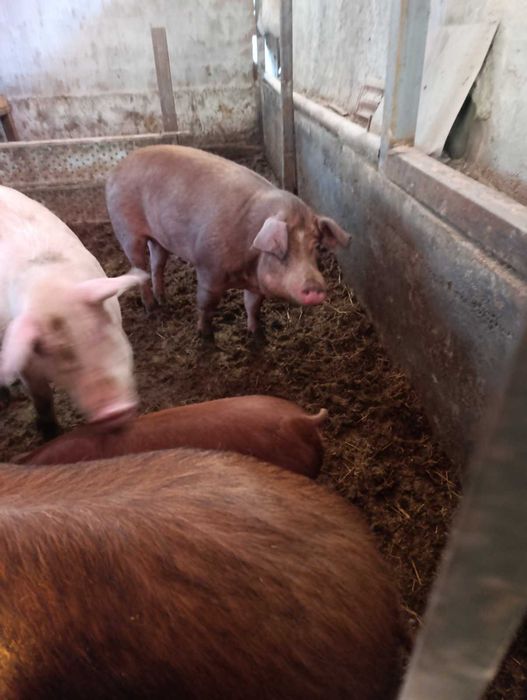 Продавам свине майки